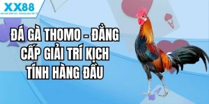 đá gà thomo