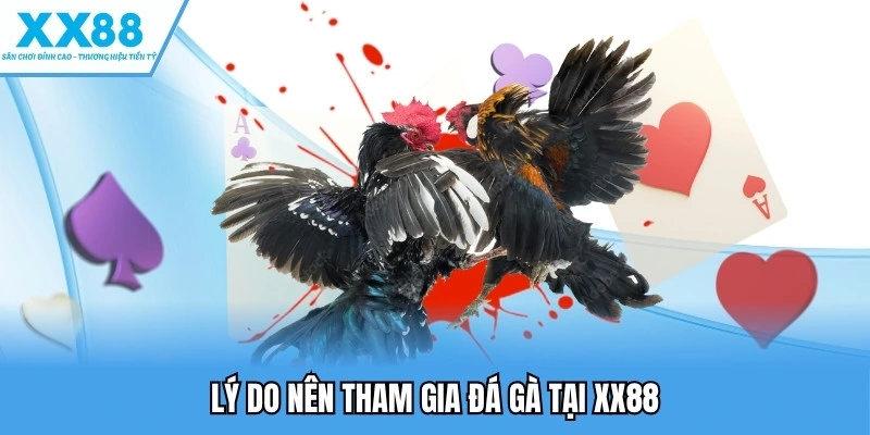 Lý do nên tham gia đá gà tại XX88